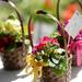 Colorful flowers in baskets for sale at the Ann Arbor Farmers Market on the first Wednesday morning market of the season.  Melanie Maxwell I AnnArbor.com